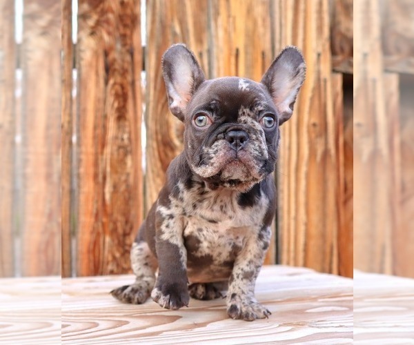 Medium Photo #12 French Bulldog Puppy For Sale in BEVERLY HILLS, CA, USA
