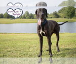 Small #2 Great Dane