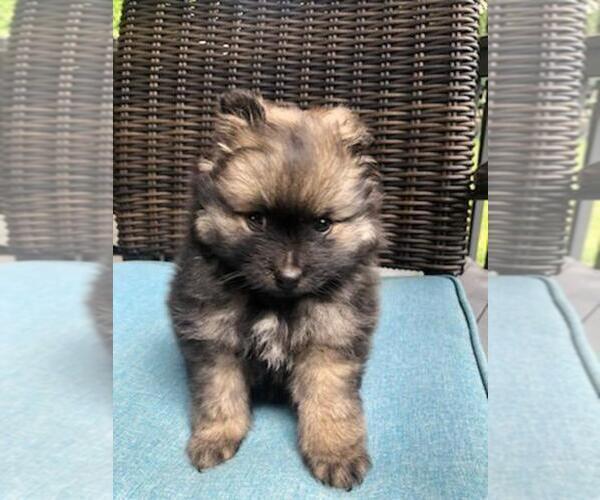 Medium Photo #1 Pomeranian Puppy For Sale in SHIPSHEWANA, IN, USA
