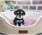 Small #1 Schnauzer (Miniature)