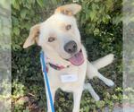 Small #4 Labrador Retriever Mix