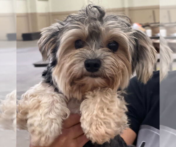 Medium Photo #4 Shih Tzu-Unknown Mix Puppy For Sale in Dana Point, CA, USA