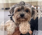 Small #3 Shih Tzu Mix