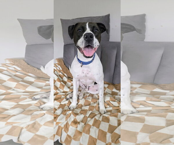 Medium Photo #13 Pointer-Unknown Mix Puppy For Sale in Rockaway, NJ, USA