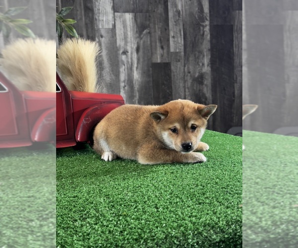 Medium Photo #2 Shiba Inu Puppy For Sale in CANOGA, NY, USA