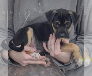 Evan - Male American Staffordshire Terrier-German Shepherd Dog Mix Dog for Adoption - Photo #2