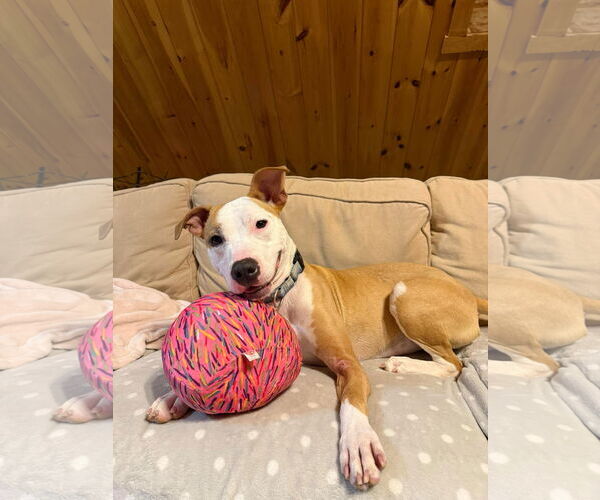 Medium Photo #13 American Pit Bull Terrier Puppy For Sale in Hillsboro, NH, USA