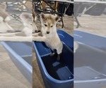 Small Photo #1 Siberian Husky Puppy For Sale in COLBY, WI, USA