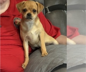Carlin Pinscher Puppy for sale in COBB, WI, USA