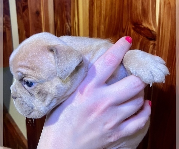 Medium Photo #17 Bulldog Puppy For Sale in GREERS FERRY, AR, USA