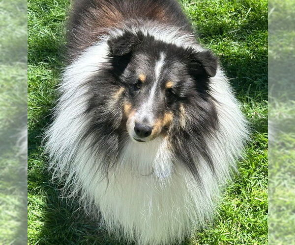 Medium Photo #5 Mutt Puppy For Sale in Wamego, KS, USA