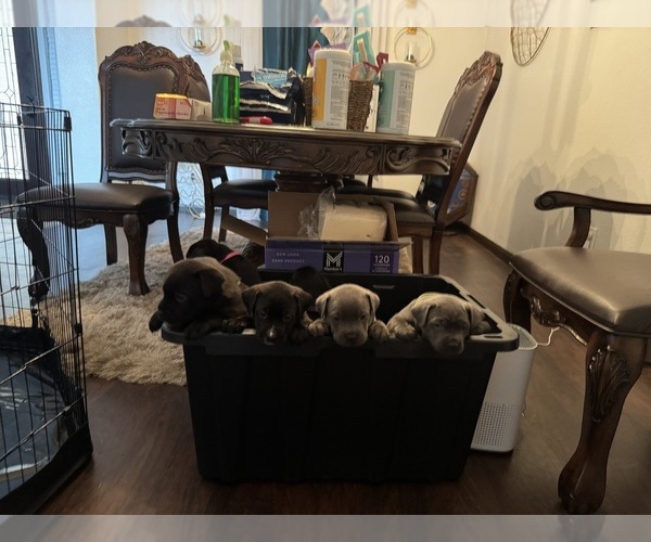 Medium Photo #1 Cane Corso-German Shepherd Dog Mix Puppy For Sale in SPRING, TX, USA