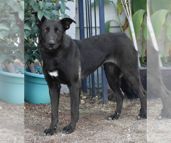 Medium Photo #3 Border Collie-Unknown Mix Puppy For Sale in Lake Forest, CA, USA