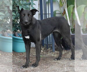 Amy March (Courtesy Post) - Foster or Adopt Me! - Female Border Collie-Unknown Mix Dog for Adoption - Photo #3