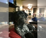 Small Photo #28 German Shorthaired Pointer Puppy For Sale in CORBIN, KY, USA