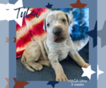 Puppy Tulsi Great Dane
