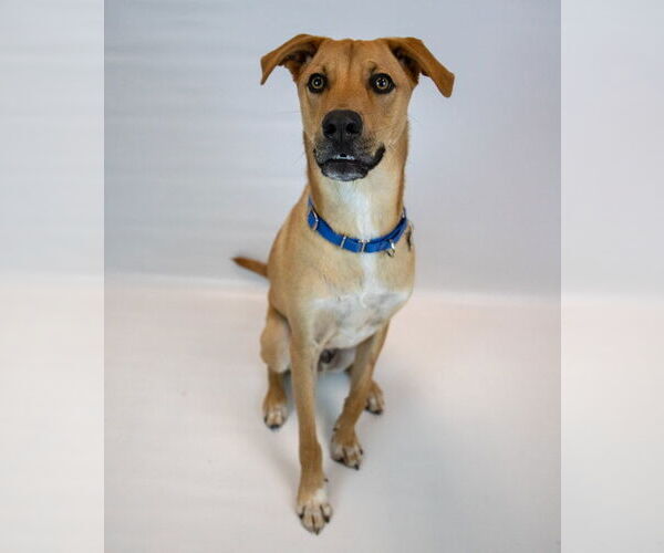 Medium Photo #4 Labrador Retriever-Unknown Mix Puppy For Sale in Kennesaw, GA, USA