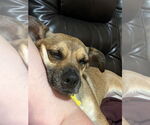 Small #9 Dachshund Mix