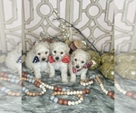 Small Photo #6 Poodle (Toy) Puppy For Sale in MORRIS CHAPEL, TN, USA