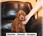 Small #3 Cavapoo (Miniature)