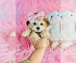 Small #7 Yorkshire Terrier