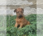 Small Photo #16 Irish Terrier Puppy For Sale in WATERLOO, NY, USA