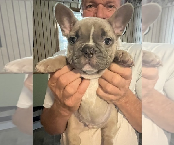 Medium Photo #22 French Bulldog Puppy For Sale in KANSAS CITY, MO, USA