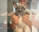 Small Photo #3 French Bulldog Puppy For Sale in KANSAS CITY, MO, USA