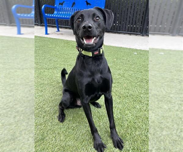 Medium Photo #1 Pointer-Unknown Mix Puppy For Sale in Elk Grove, CA, USA