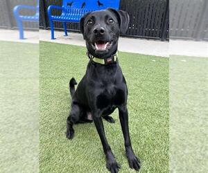 Pointer-Unknown Mix Dogs for adoption in Elk Grove, CA, USA