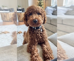 Goldendoodle mix (+ Poodle Miniature) Litter for sale in RANDOLPH, WI, USA
