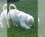 Puppy 4 Pyrenees Husky