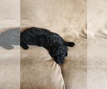 Small #3 Goldendoodle
