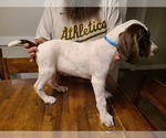 Small Photo #3 German Shorthaired Pointer Puppy For Sale in HELENA, MT, USA