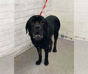Mastiff Dogs for adoption in San Bernardino, CA, USA