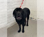 Small Mastiff
