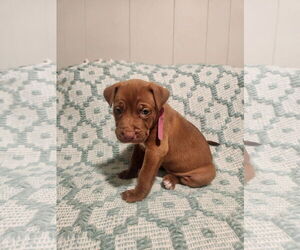 Mutt Dogs for adoption in Euless, TX, USA