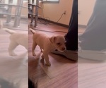 Puppy White boy Chiranian