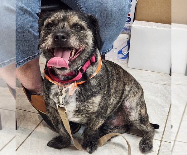 Medium Photo #1 Mutt Puppy For Sale in Walnutport, PA, USA