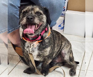 Mutt Dogs for adoption in Walnutport, PA, USA