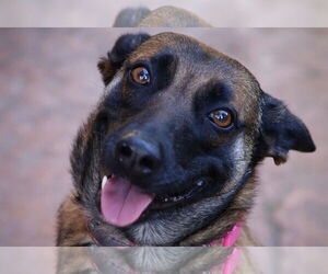 Cheyenne - Female Mutt Dog for Adoption - Photo #4