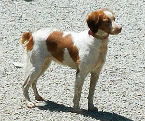 Brittany Puppy for sale in BLOSSBURG, PA, USA