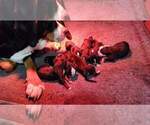 Small #3 Greater Swiss Mountain Dog