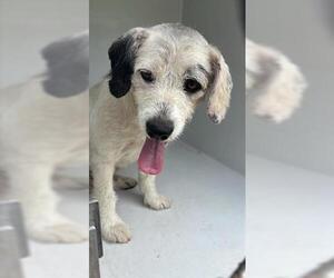 - Mix Dogs for adoption in Houston, TX, USA