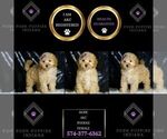 Small Photo #81 Poodle (Toy) Puppy For Sale in WARSAW, IN, USA