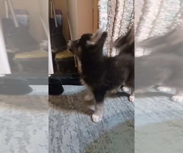 Medium Photo #6 Gerberian Shepsky Puppy For Sale in EDMORE, MI, USA