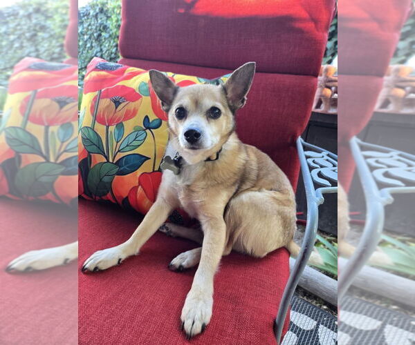 Medium Photo #1 Chihuahua-Unknown Mix Puppy For Sale in Salt Lake City, UT, USA