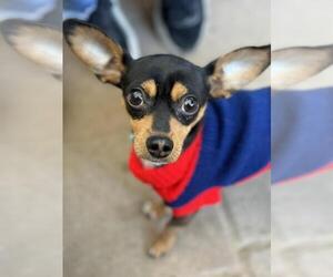 Chihuahua Dogs for adoption in Santa Maria, CA, USA