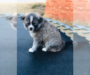 Pomsky Puppy for sale in ALTUS, OK, USA