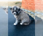 Small Photo #1 Pomsky Puppy For Sale in ALTUS, OK, USA